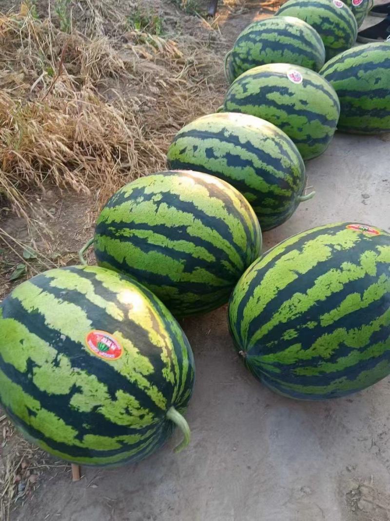 精品甜王西瓜基地一手货源对接电商市场上超视频看货