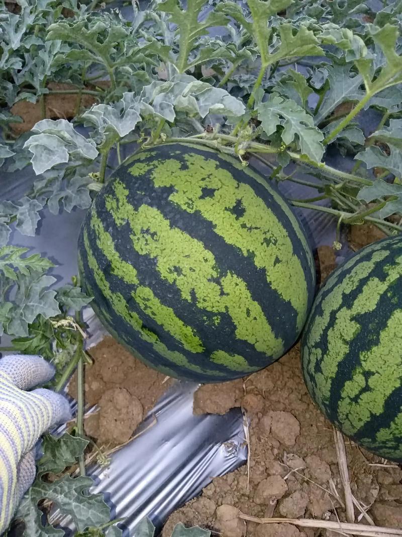 精品甜王西瓜基地一手货源对接电商市场上超视频看货