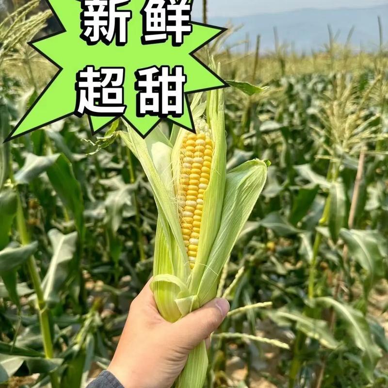 云南玉米精品水果玉米基地直发对接电商市场商超可视频