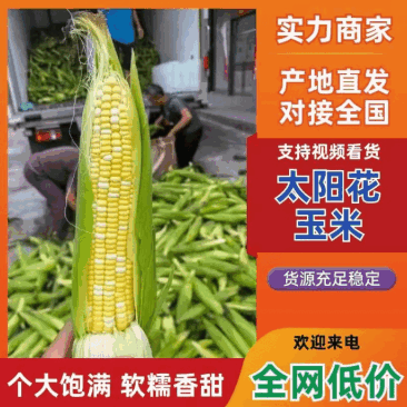 云南水果玉米太阳花玉米花超玉米白糯玉米花糯各种玉米大量供