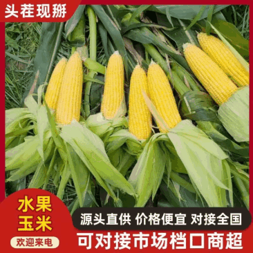 海南水果玉米软糯香甜香气浓郁现摘现发鲜嫩量大从优满意为止