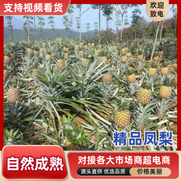 金钻凤梨，专业一件代发