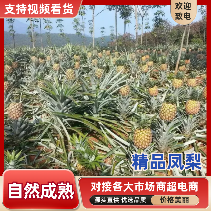 金钻凤梨，专业一件代发