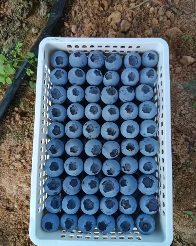 蓝莓花香L25优瑞卡L11F6品种齐全品质保证