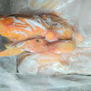 人工养殖番鸭肉全鸭黄皮黄油