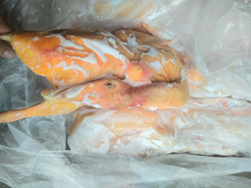 人工养殖番鸭肉全鸭黄皮黄油