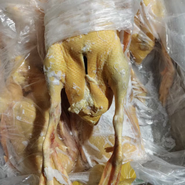 现宰18公斤5-6只番鸭肉黄皮黄油全鸭