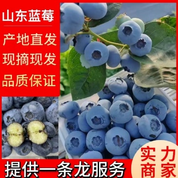 蓝莓花香L25L11F6优瑞卡品种齐全产地直发