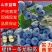蓝莓花香L25L11F6优瑞卡品种齐全产地直发