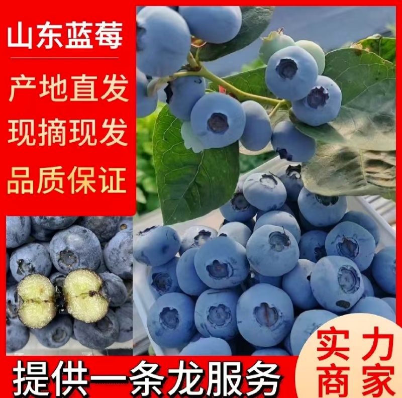 蓝莓花香L25L11F6优瑞卡品种齐全产地直发