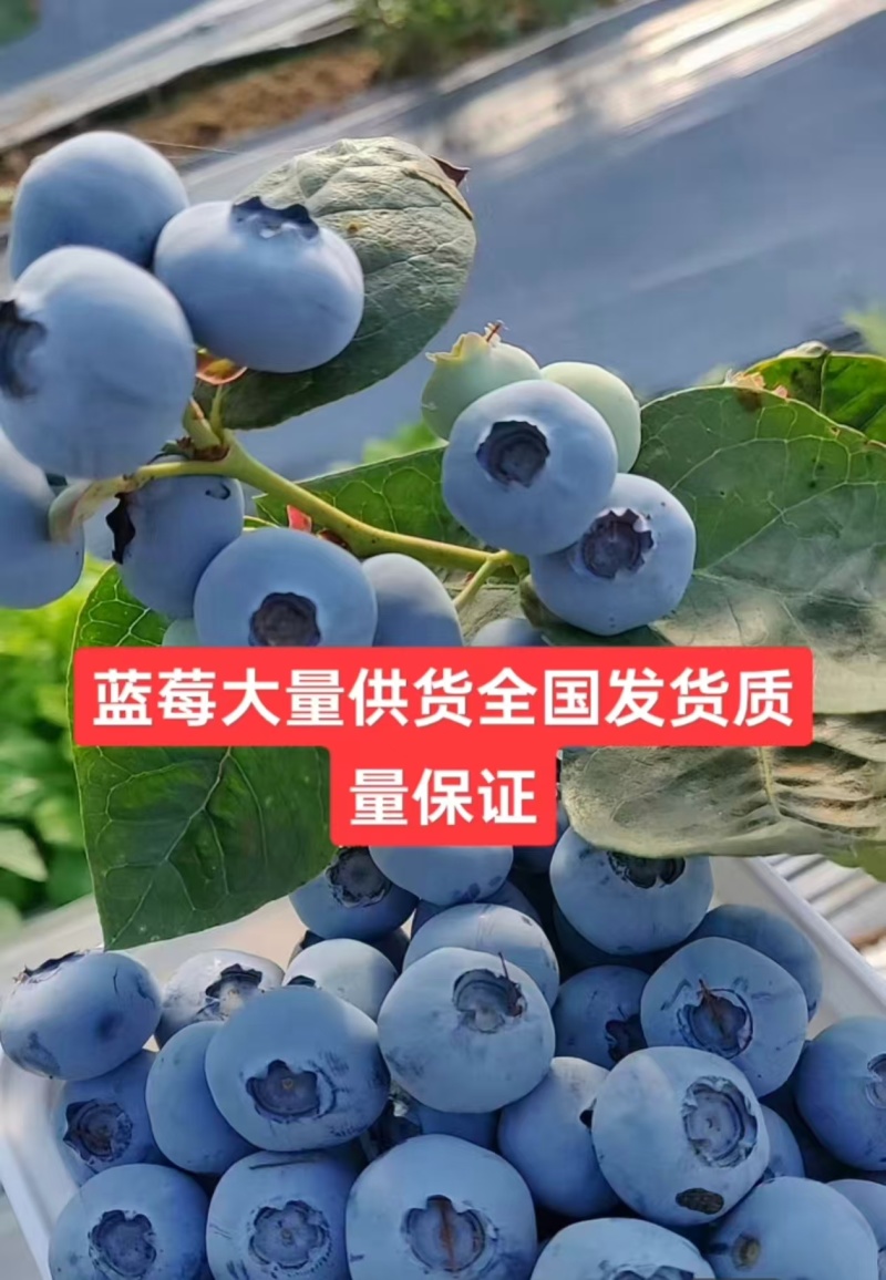 蓝莓花香L25L11F6优瑞卡品种齐全产地直发