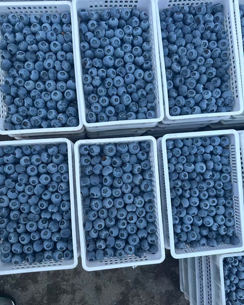 蓝莓花香L25L11F6优瑞卡品种齐全产地直发