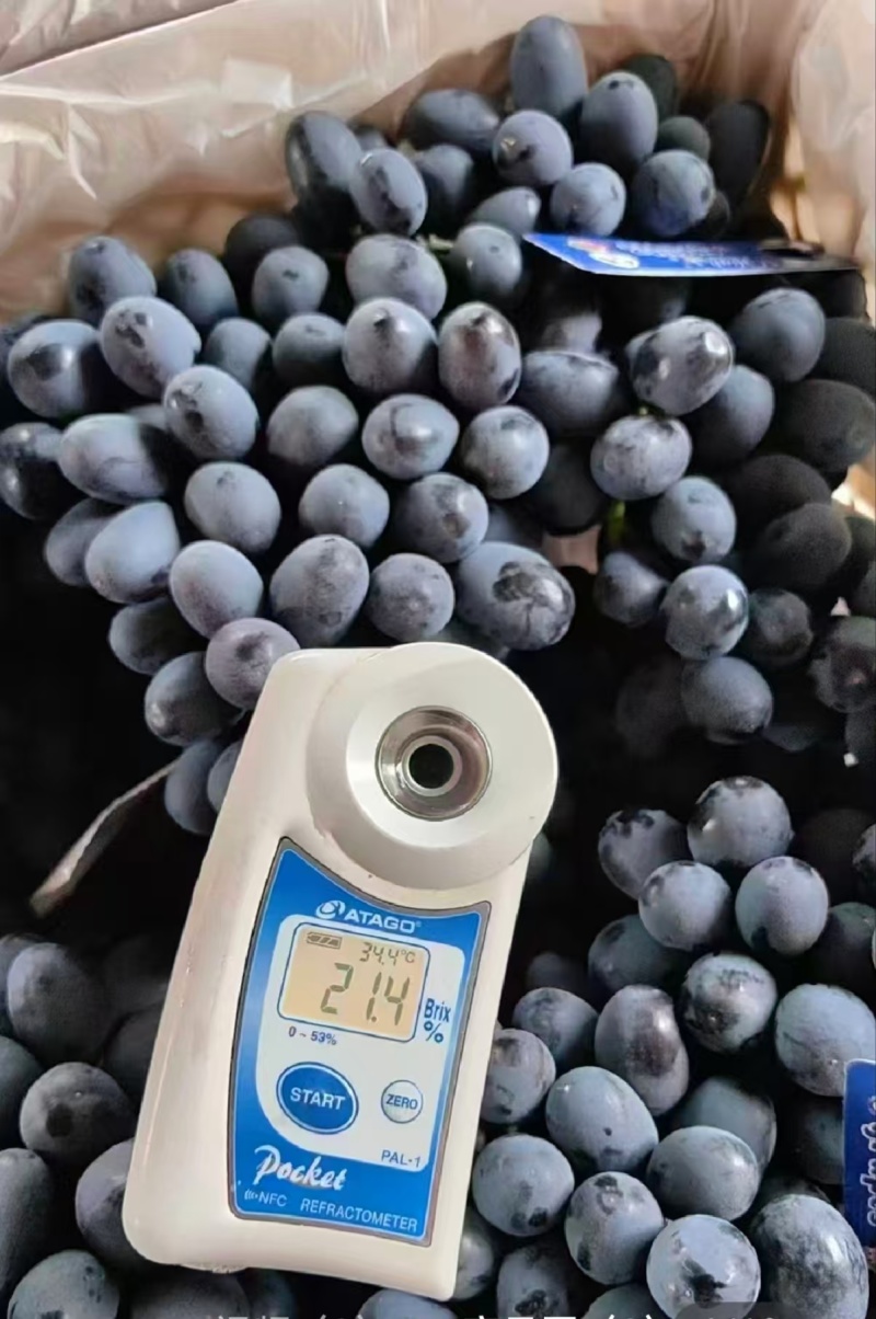 蓝莓花香L25L11F6优瑞卡品种齐全产地直发