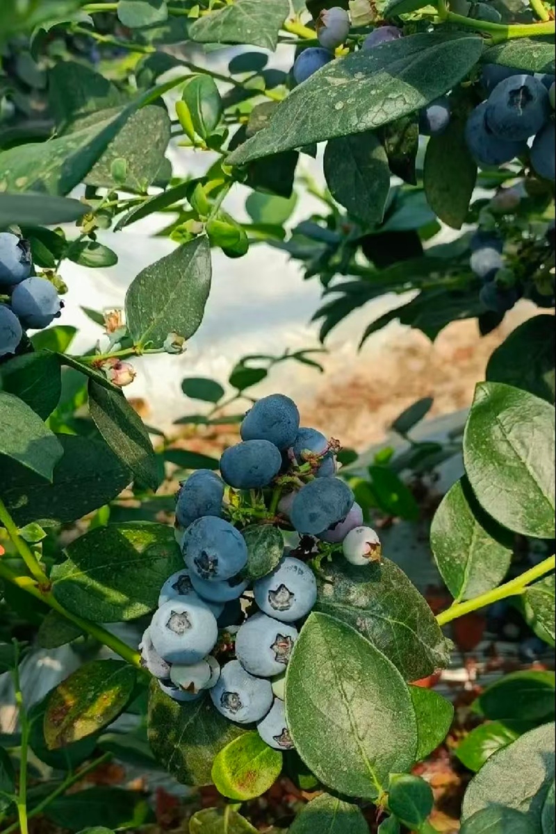 蓝莓花香L25L11F6优瑞卡品种齐全产地直发