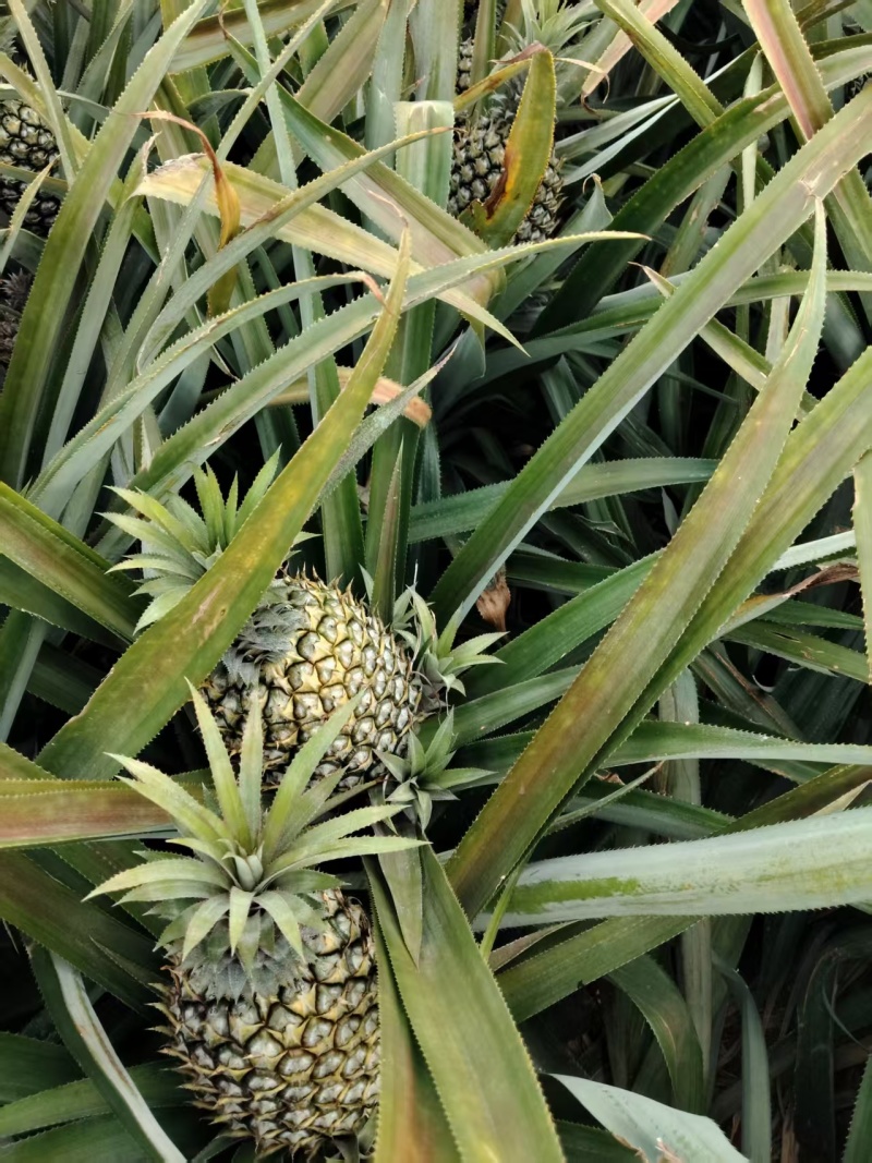 徐闻菠萝，巴黎菠萝，大量上市品质过关价格合理对接超市电商
