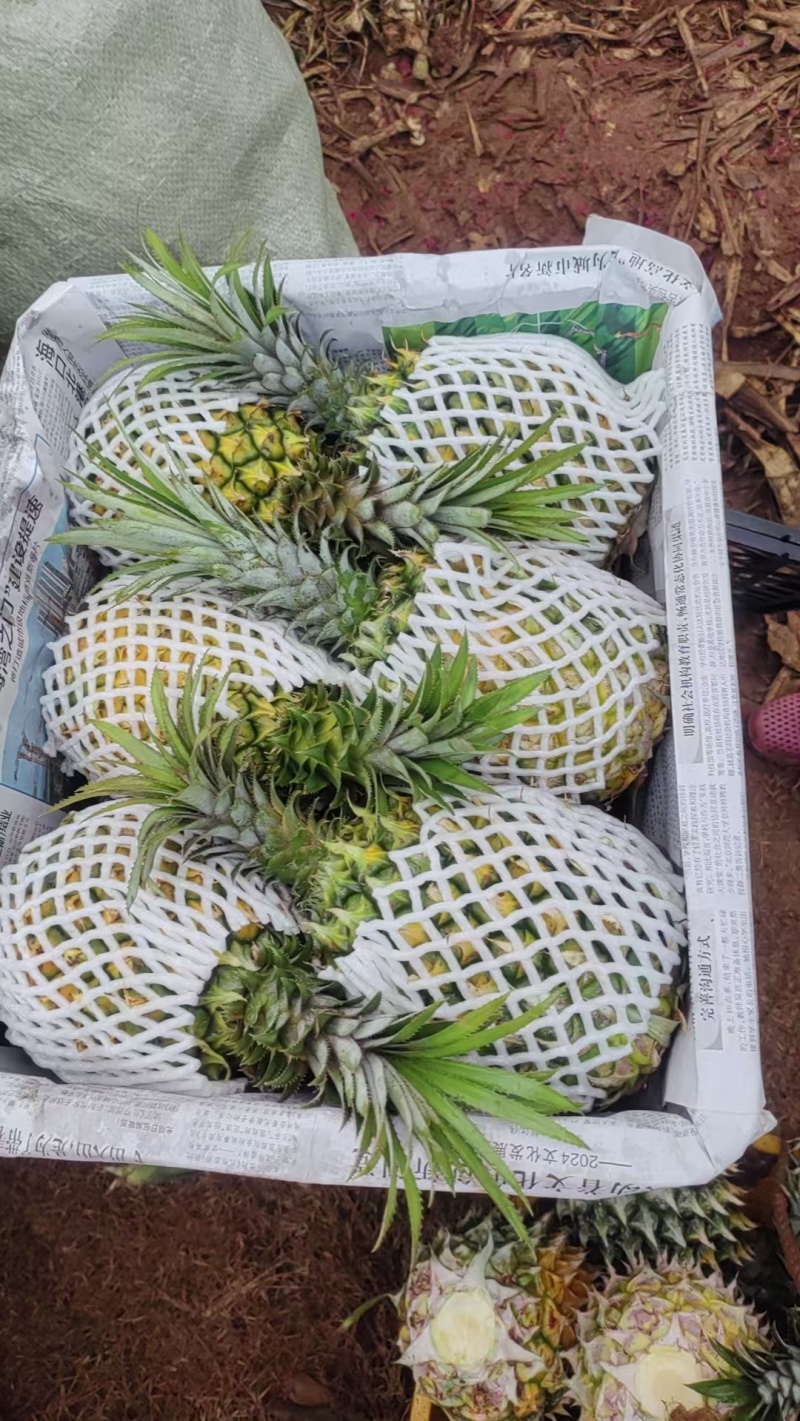 徐闻菠萝，巴黎菠萝，大量上市品质过关价格合理对接超市电商