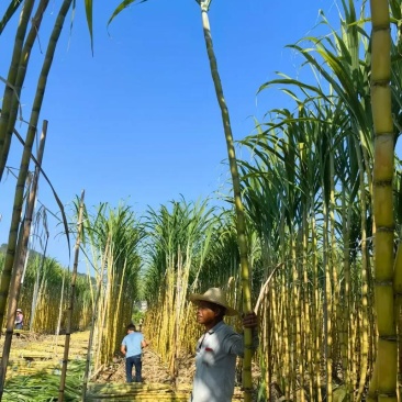 云南精品黄金甘蔗大量上市/产地直发/诚信经营/量大从优