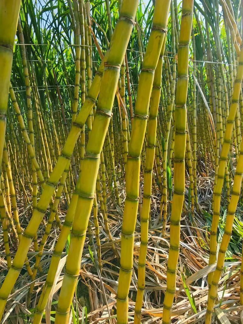 云南黄皮甘蔗大量上市/产地直发/诚信经营/量大从优