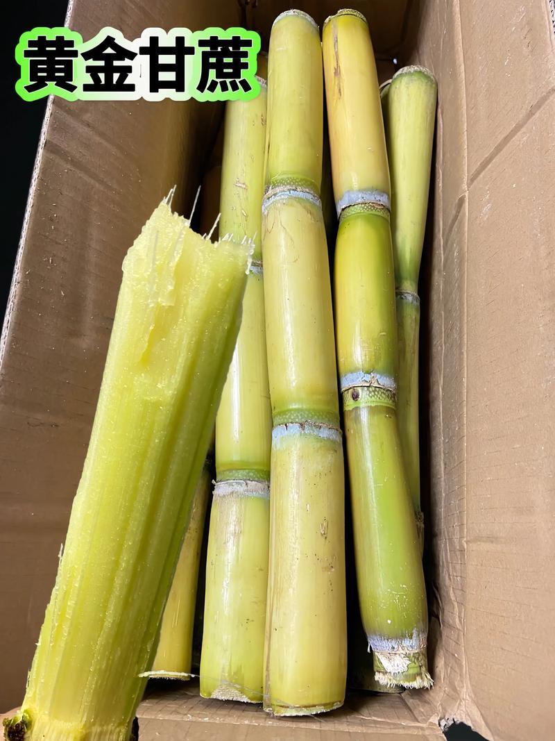 云南黄皮甘蔗大量上市/产地直发/诚信经营/量大从优