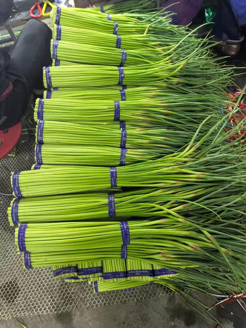 山东蒜薹聊城蒜薹红帽蒜苔口感好产地直供货源充足全国整
