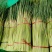 山东蒜薹聊城蒜薹红帽蒜苔口感好产地直供货源充足全国整
