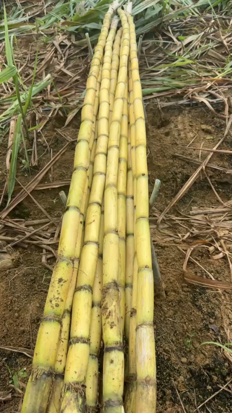 云南精品黄皮甘蔗口感好/产地直发/量大从优/诚信经营