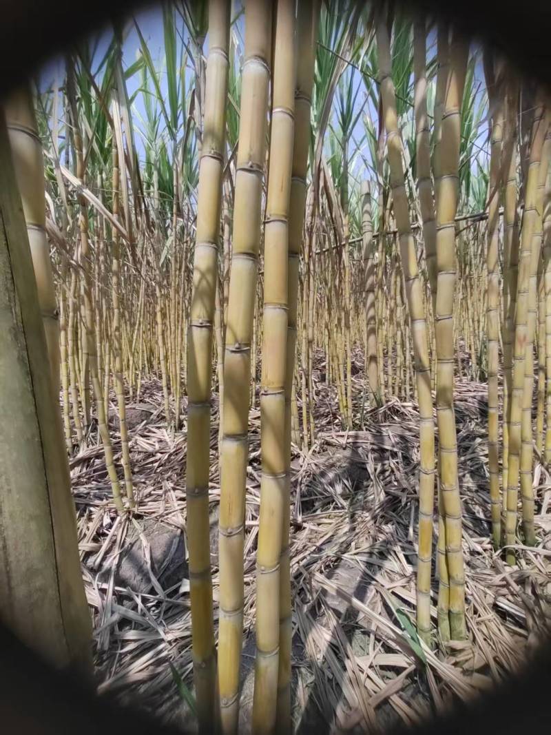 云南精品黄皮甘蔗口感好/产地直发/量大从优/诚信经营