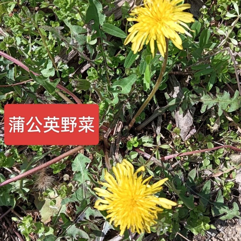 26年新鲜采摘黄黄苗蒲公英当季婆婆丁纯野生蒲公英整颗
