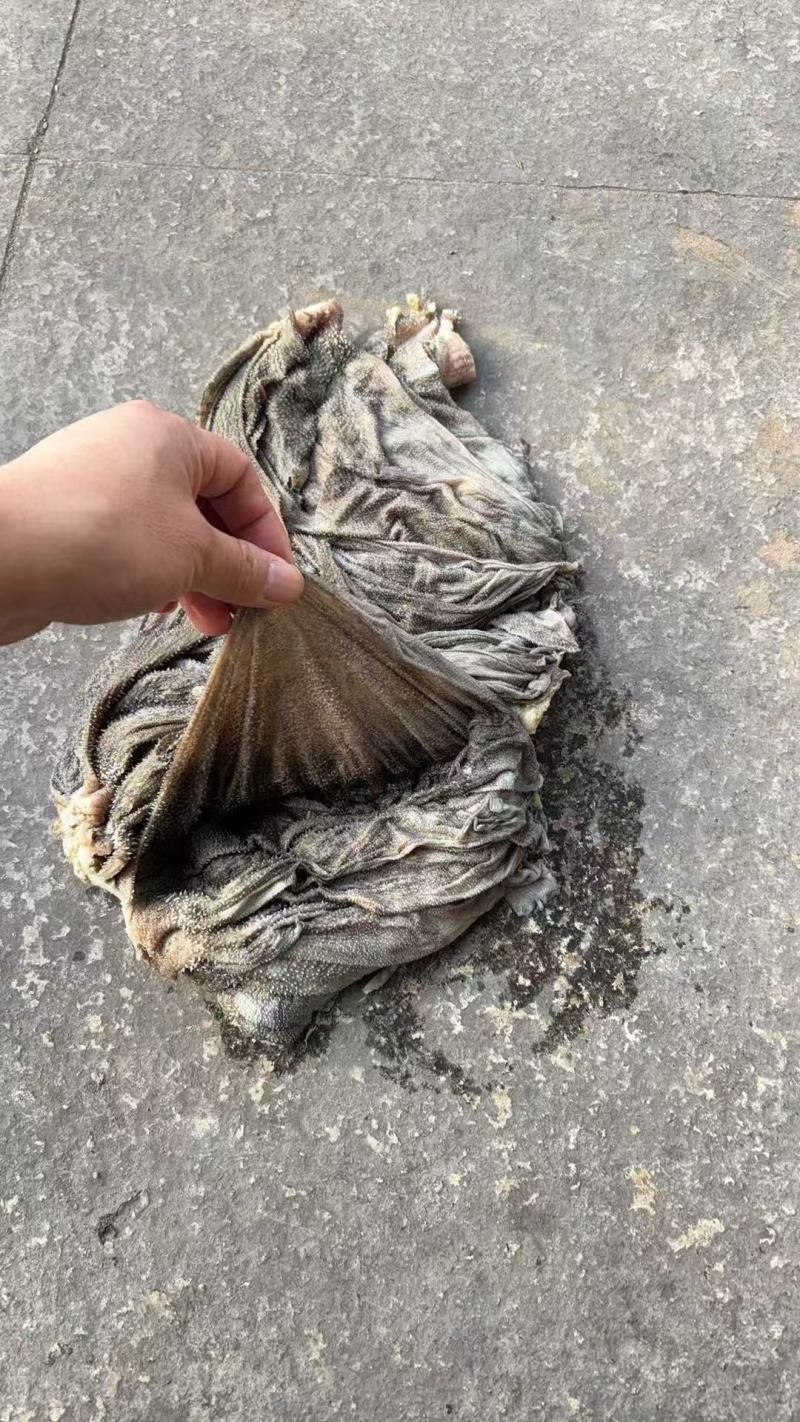 牛毛肚厂家直销一手货源保质保量欢迎各大老板采购咨询