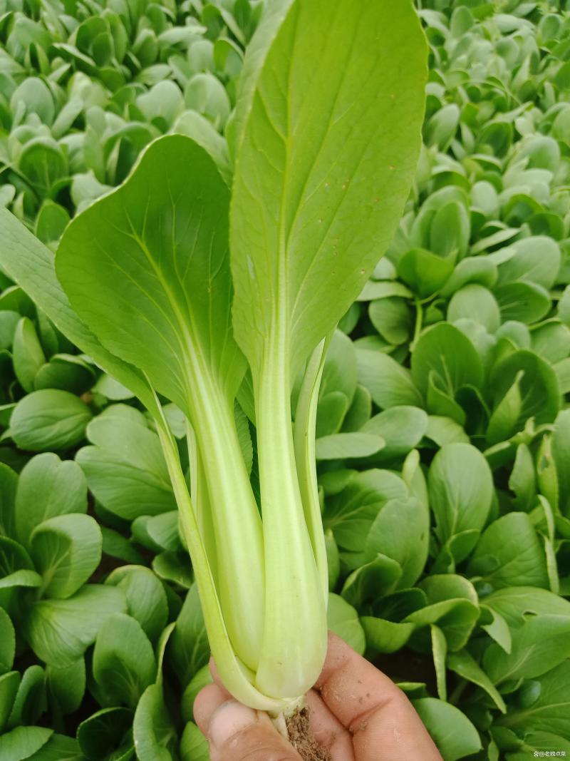 山东曹县小油菜大量上市规格齐全支持视频看货基地考察