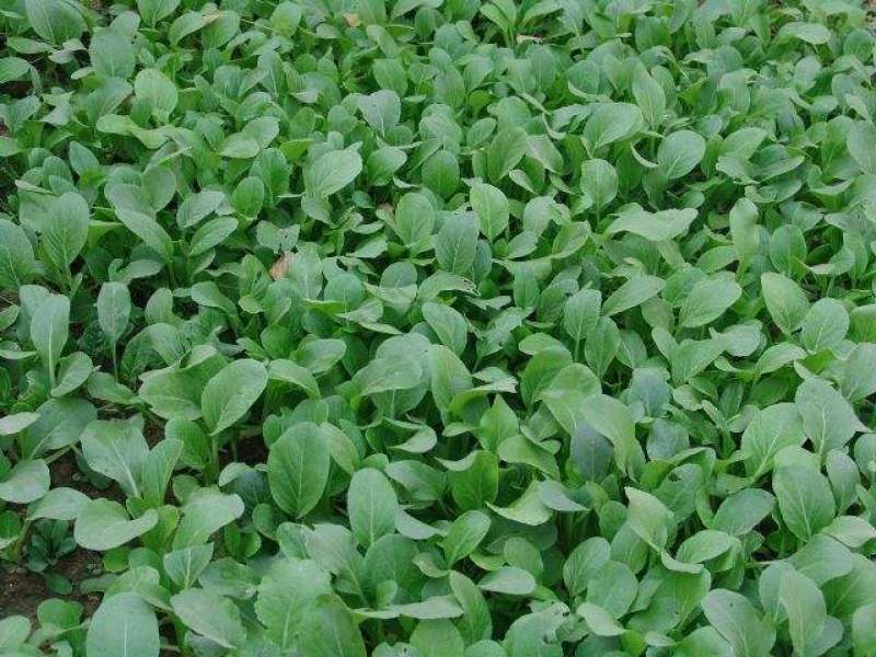 山东曹县小油菜大量上市规格齐全支持视频看货基地考察
