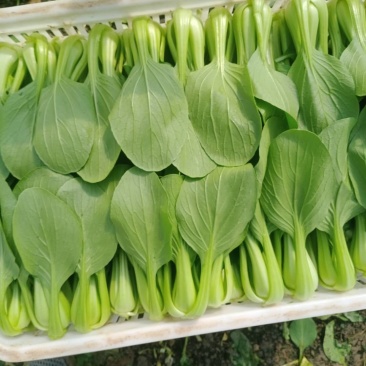 山东曹县小油菜大量上市规格齐全支持视频看货基地考察
