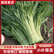 精品茼蒿菜淮安茼蒿小叶茼蒿大量供应一手货源对接商超市场