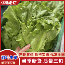 生菜意大利生菜淮安生菜大量供应按需包装品质保障