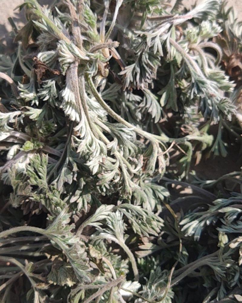 推荐】茵陈白蒿诚信经营量大从优对接全国欢迎咨询