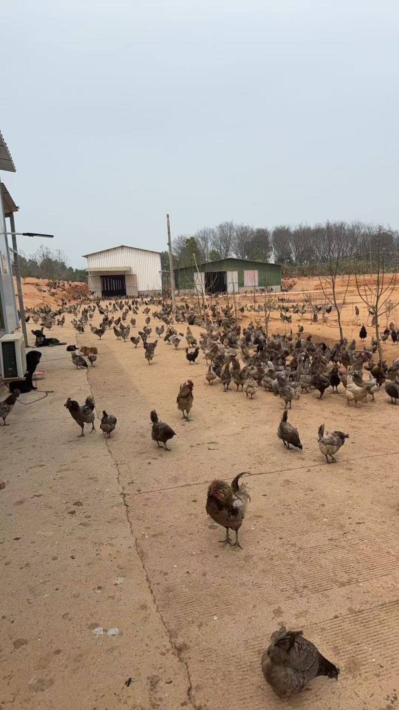 瓦灰鸡瓦灰公鸡苗场直发全国发货可视频看货