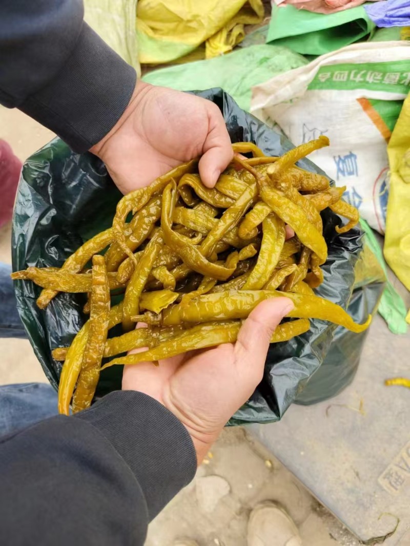 鲜辣椒泡杭椒青辣椒/保质保量/量大从优/诚信经营