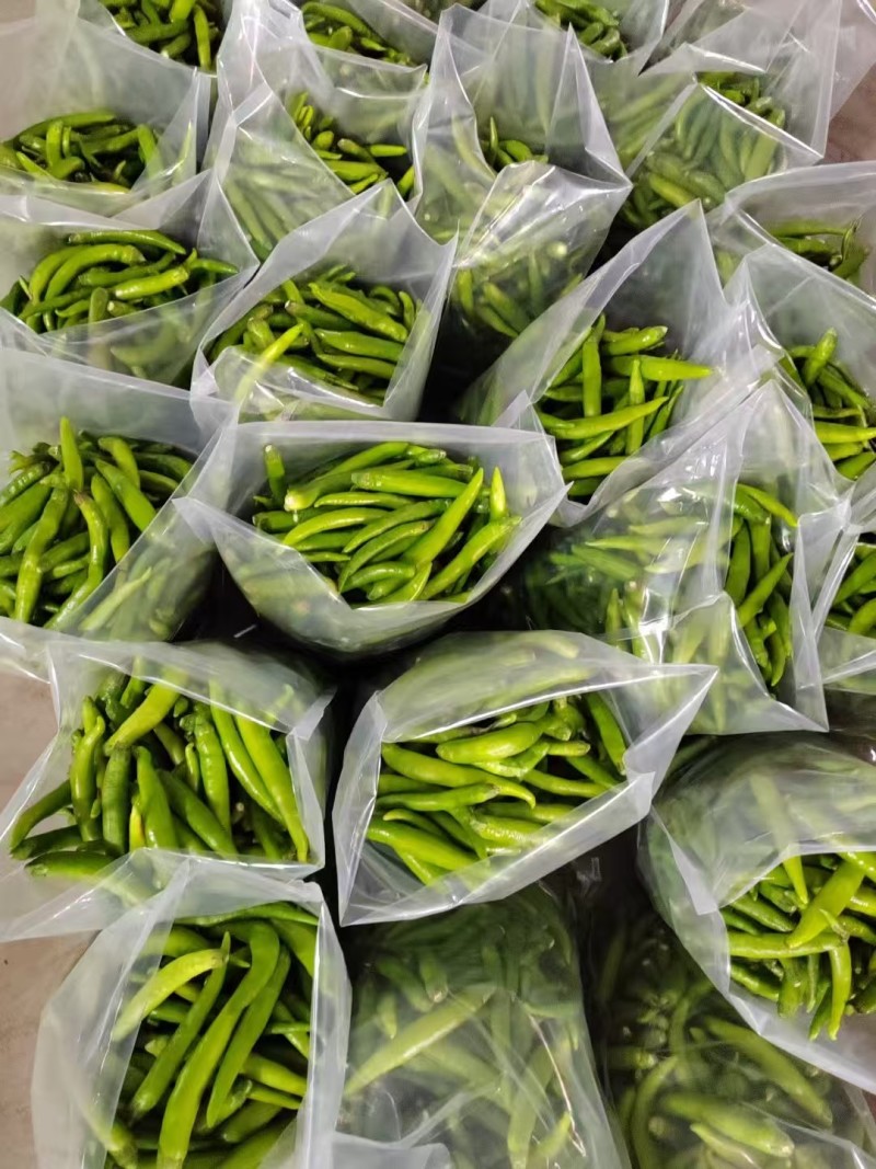 鲜辣椒泡杭椒青辣椒/保质保量/量大从优/诚信经营