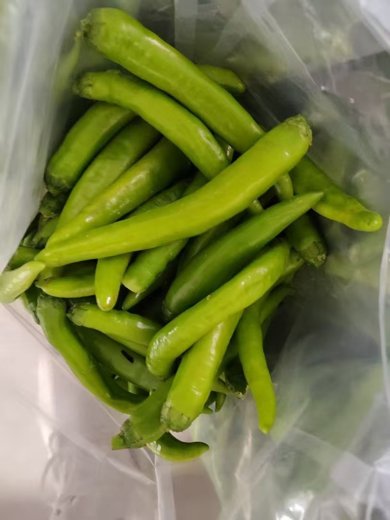 鲜辣椒泡杭椒青辣椒/保质保量/量大从优/诚信经营