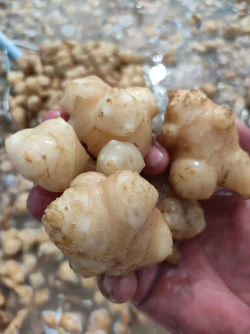 白洋姜泡洋姜/保质保量/量大从优/诚信经营