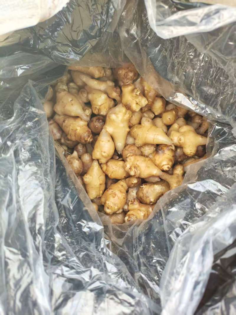 白洋姜泡洋姜/保质保量/量大从优/诚信经营