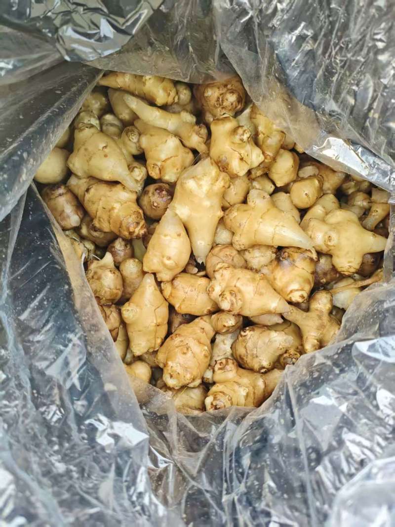 白洋姜泡洋姜/保质保量/量大从优/诚信经营