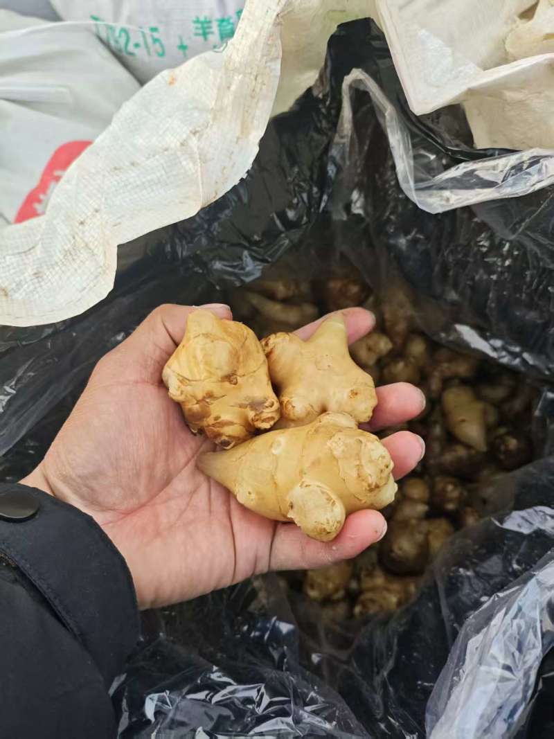 白洋姜泡洋姜/保质保量/量大从优/诚信经营