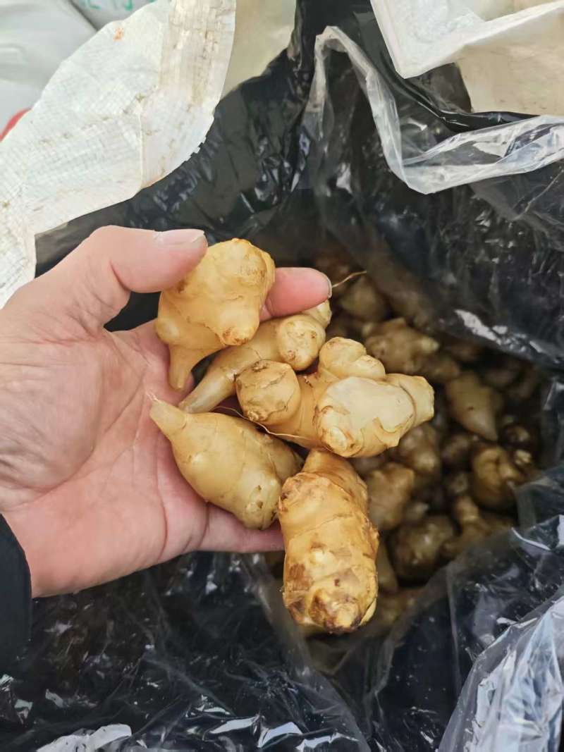 白洋姜泡洋姜/保质保量/量大从优/诚信经营
