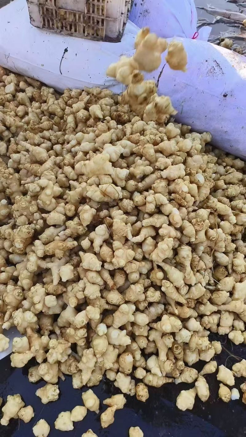 白洋姜泡洋姜/保质保量/量大从优/诚信经营