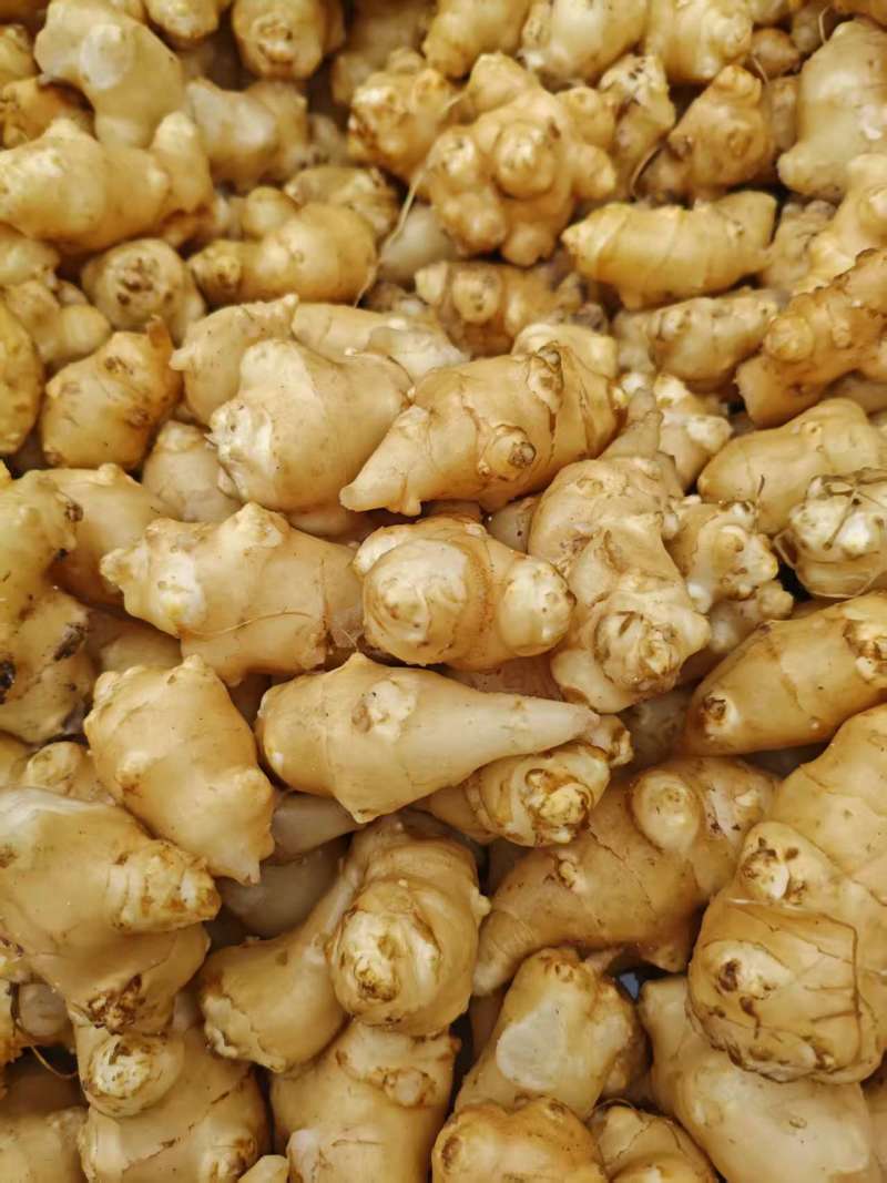 白洋姜泡洋姜/保质保量/量大从优/诚信经营