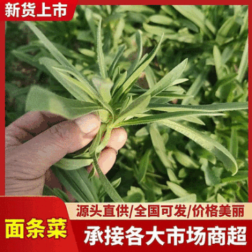 【精】面条菜/山东特菜/基地一手货源/量大从优/全国发货