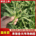 【精】面条菜/山东特菜/基地一手货源/量大从优/全国发货