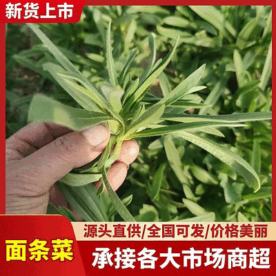 【精】面条菜/山东特菜/基地一手货源/量大从优/全国发货
