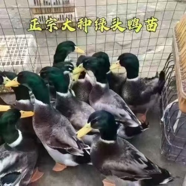 青头鸭苗大种青头鸭缪傲进口鸭苗品种纯正送货上门防疫齐全